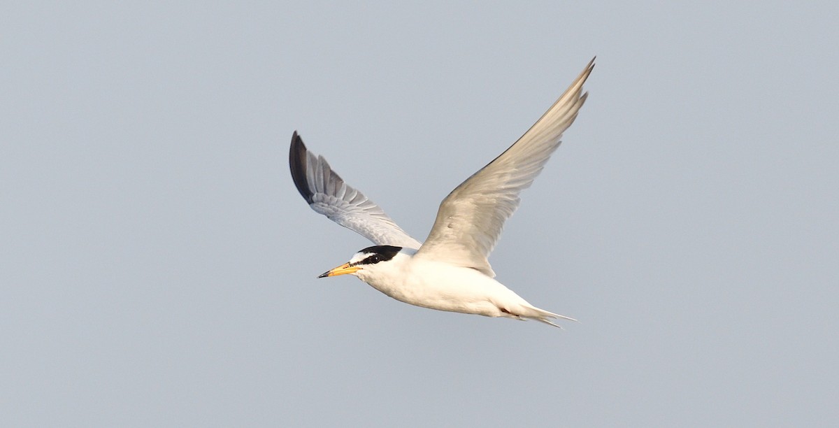 Little Tern - Subramniam Venkatramani