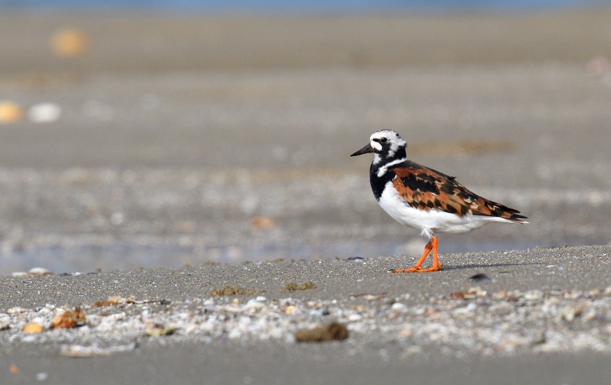 Ruddy Turnstone - Subramniam Venkatramani