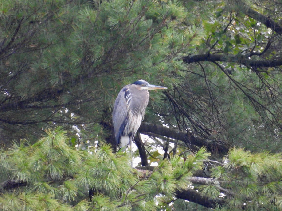 Great Blue Heron - ML624867632