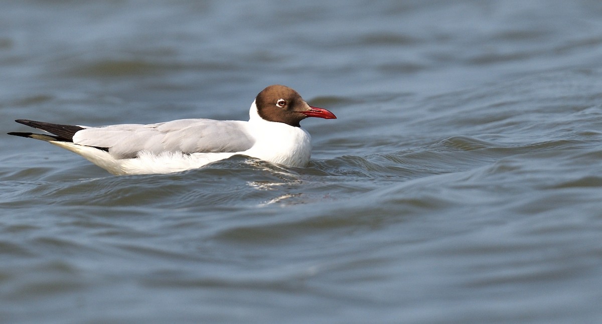 Brown-headed Gull - ML624867652