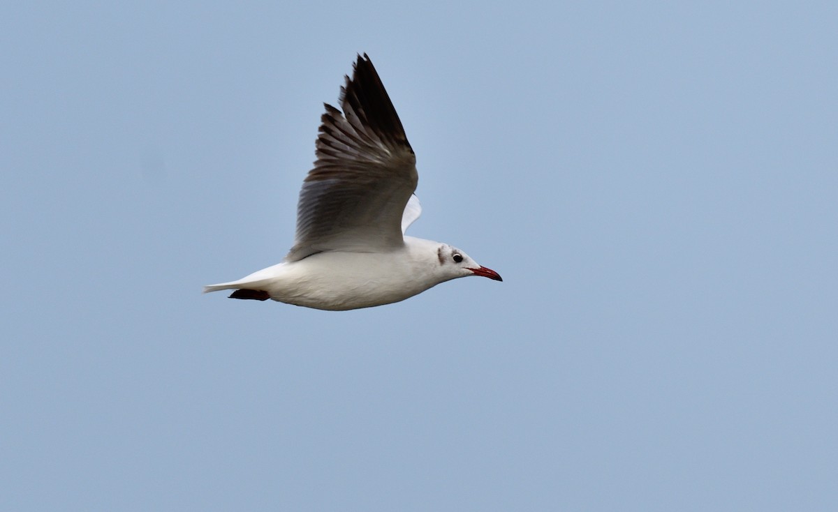 Brown-headed Gull - ML624867653