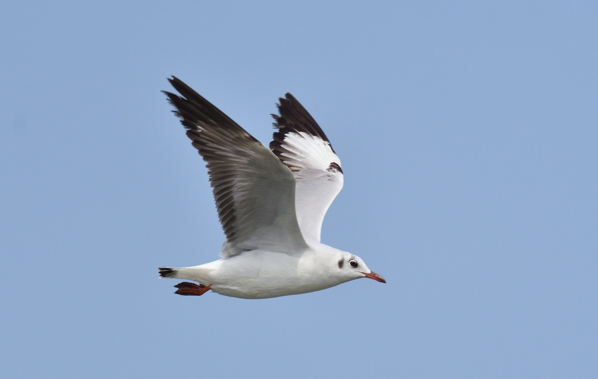 Brown-headed Gull - ML624867654