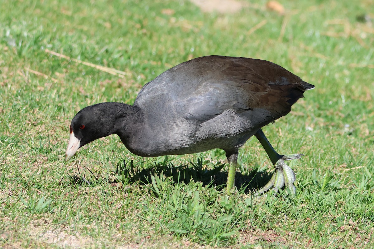 American Coot - ML624867766