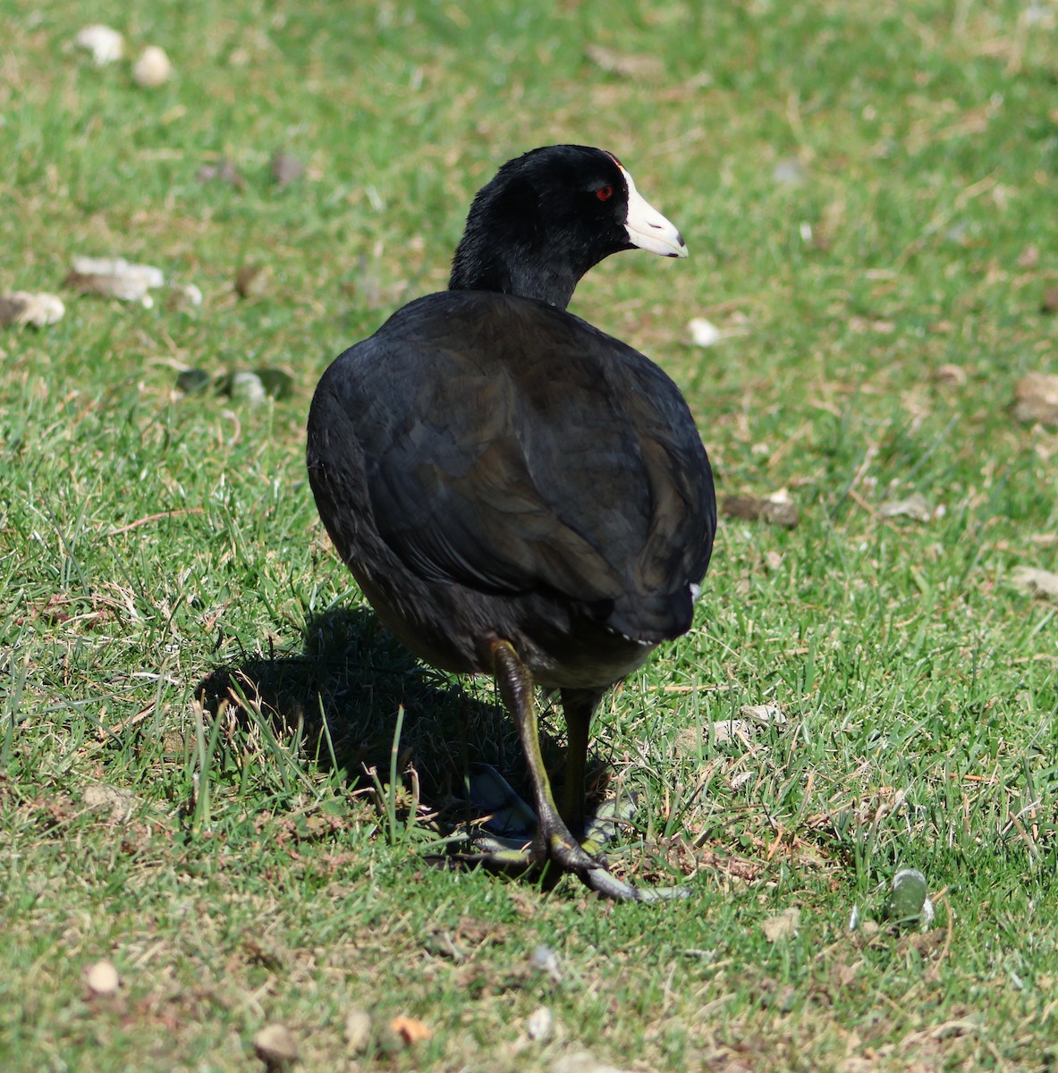 American Coot - ML624867783