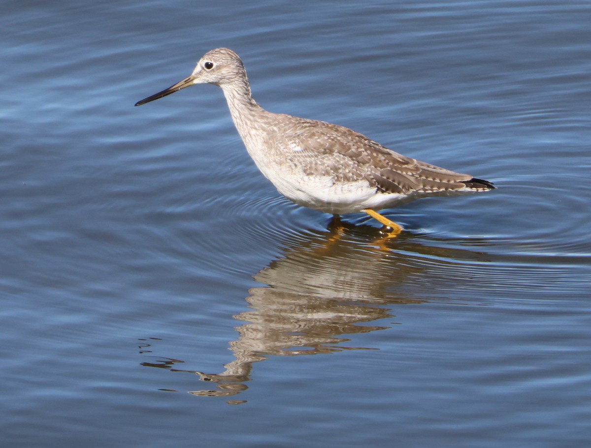 Greater Yellowlegs - ML624867820