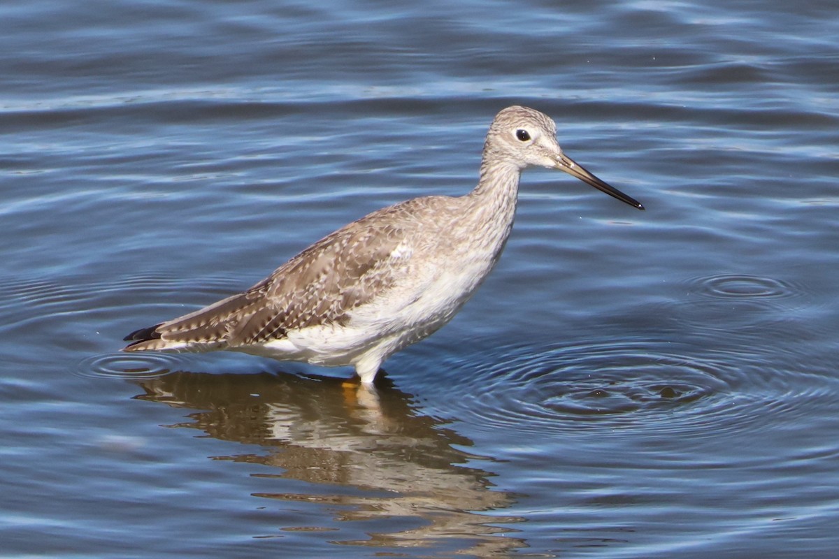 Greater Yellowlegs - ML624867843