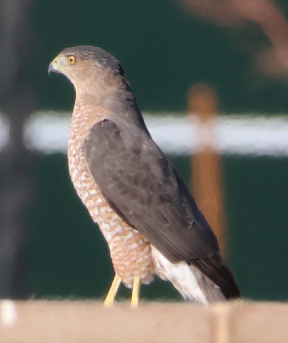 Cooper's Hawk - ML624867870