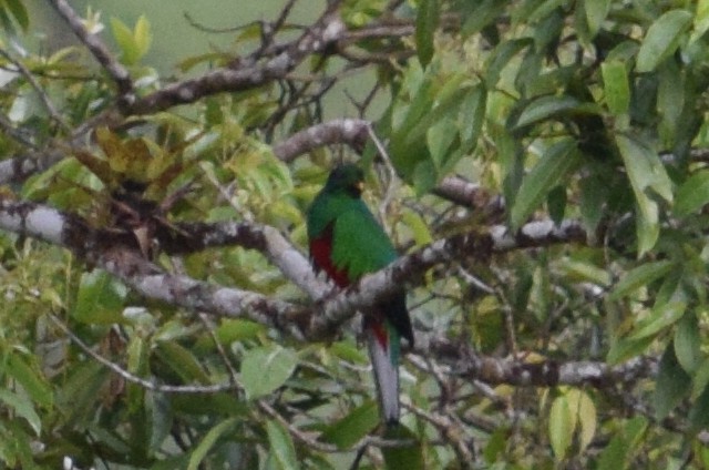 Quetzal antisien - ML624867876