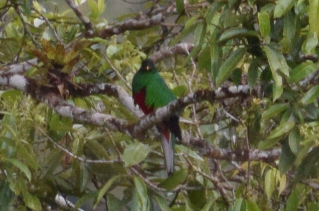 Quetzal antisien - ML624867877