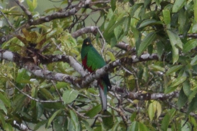 Quetzal antisien - ML624867879