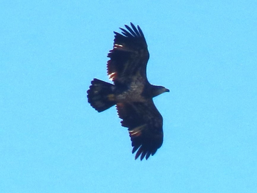 Bald Eagle - ML624867903