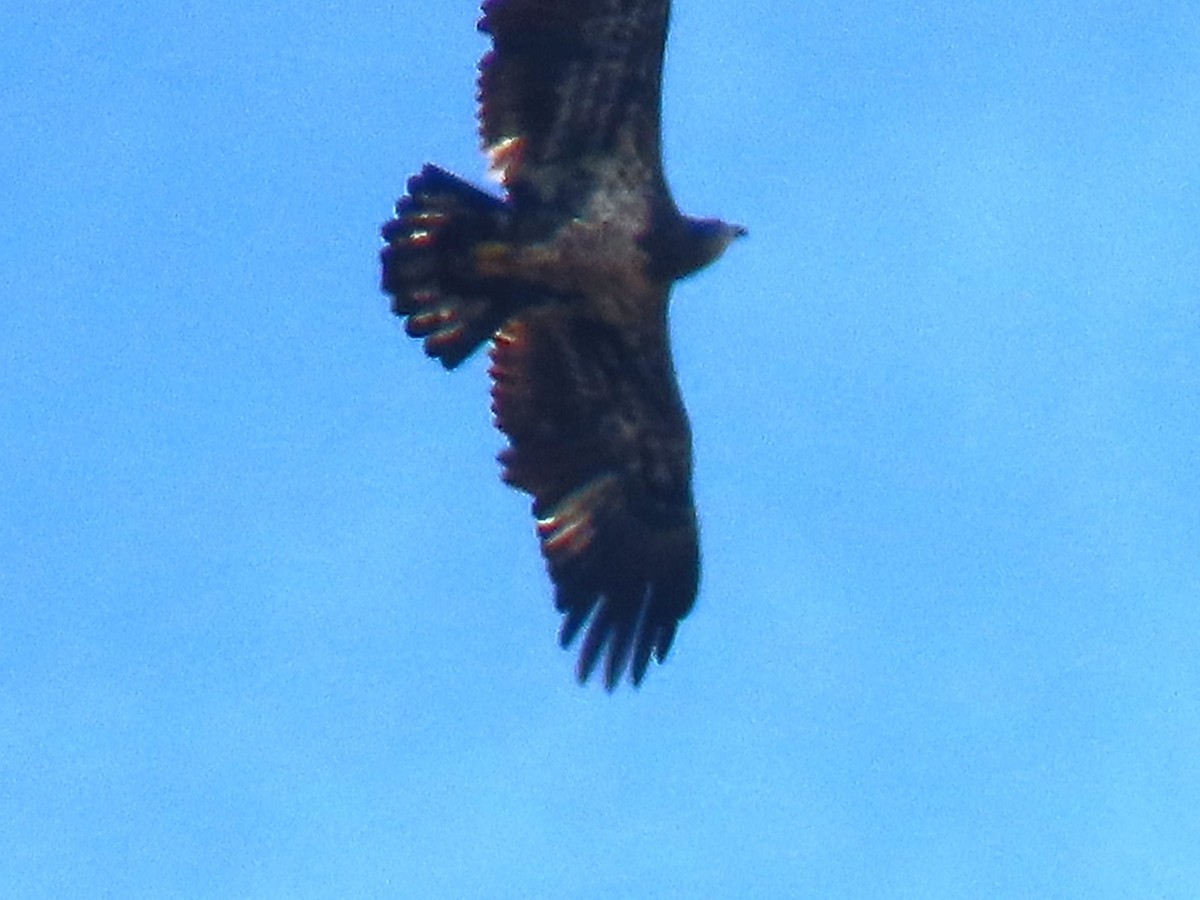 Bald Eagle - ML624867904