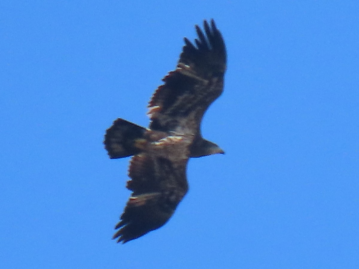 Bald Eagle - ML624867905