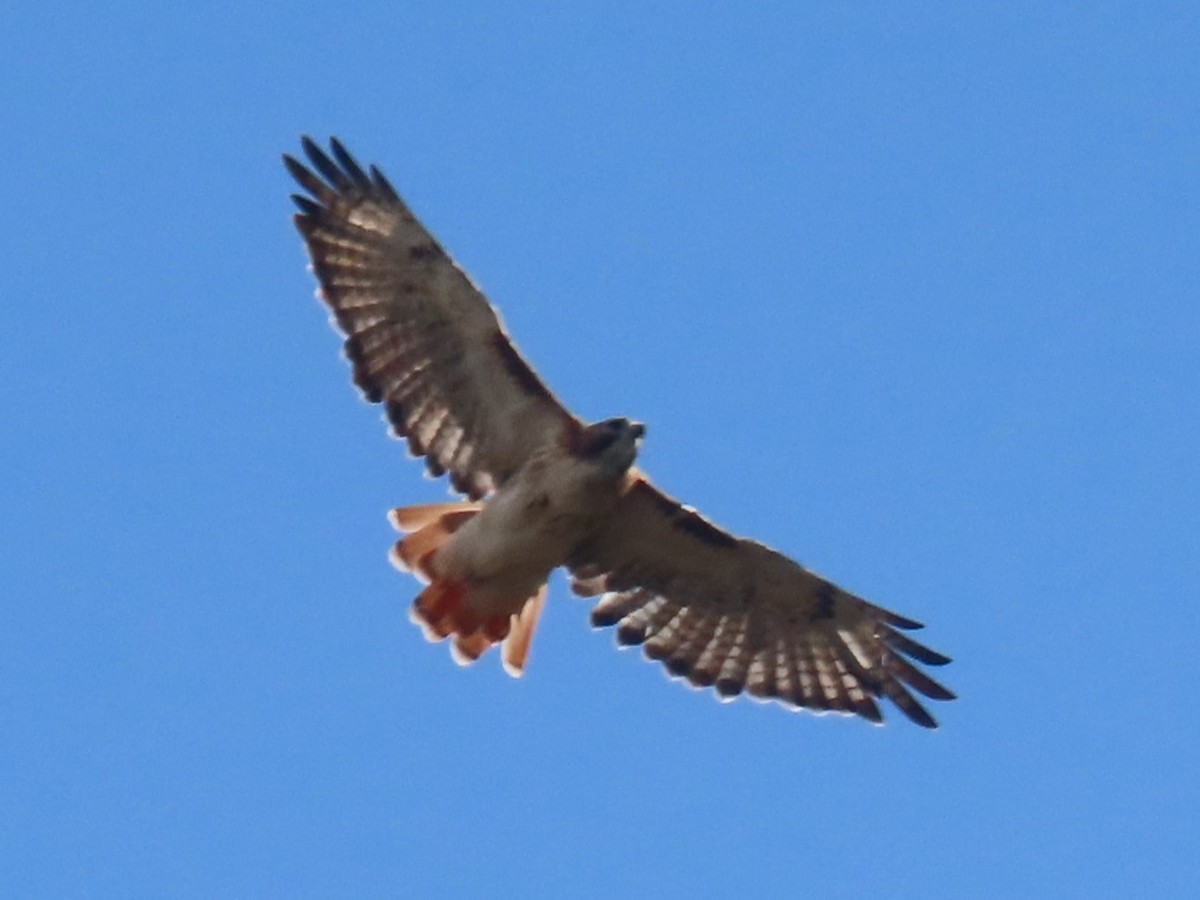 Red-tailed Hawk - ML624867963