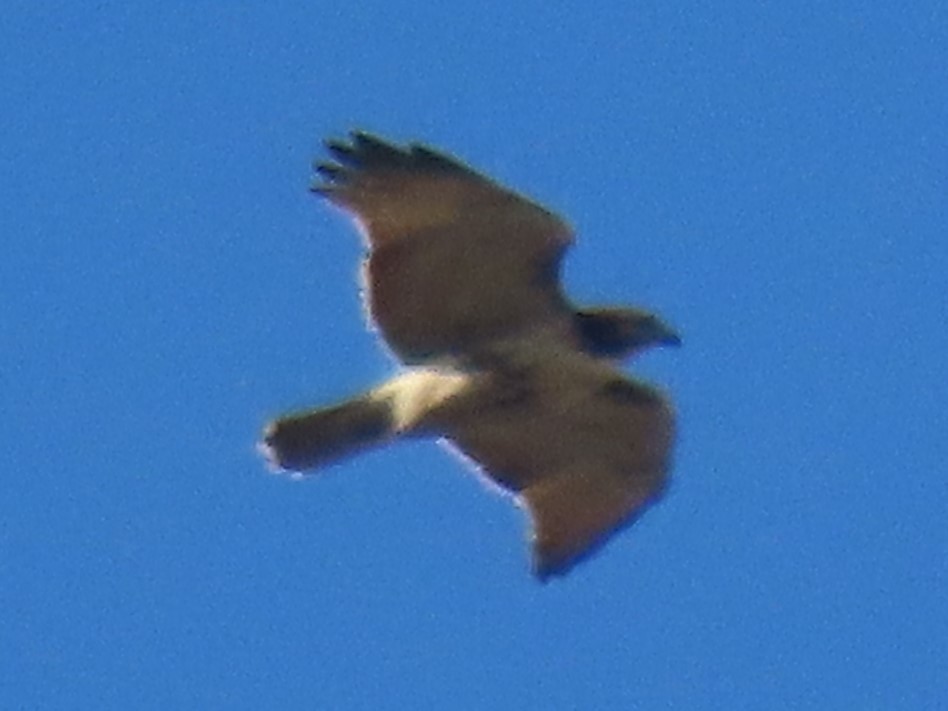 Red-tailed Hawk - ML624867964