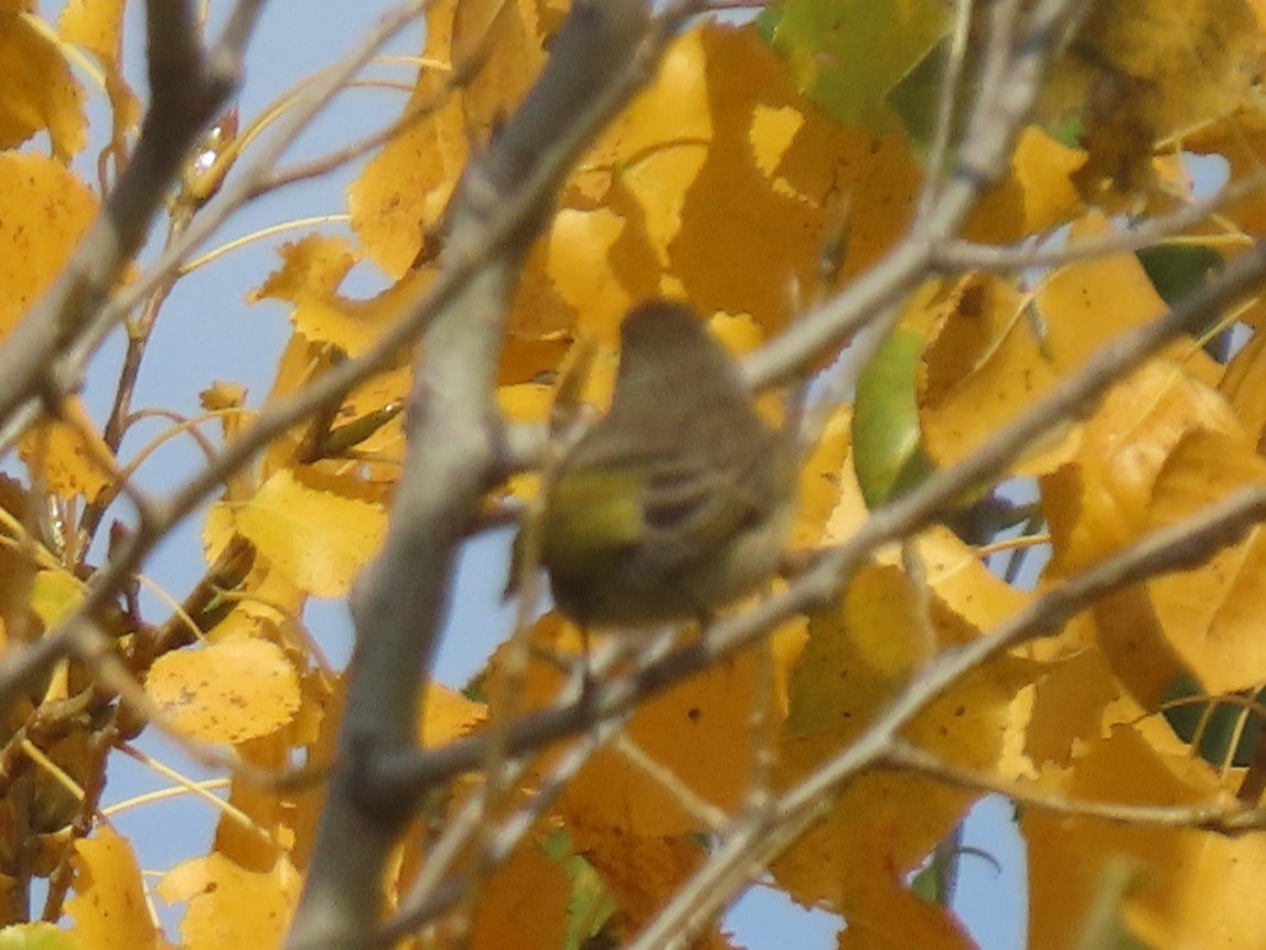 Palm Warbler - ML624867996