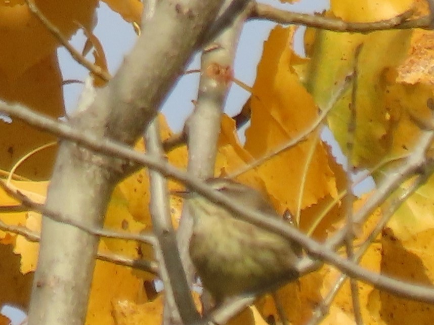 Palm Warbler - ML624867997