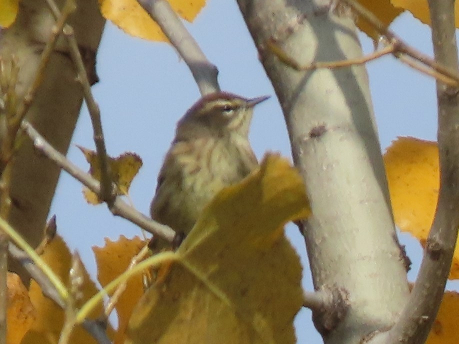 Palm Warbler - ML624867999