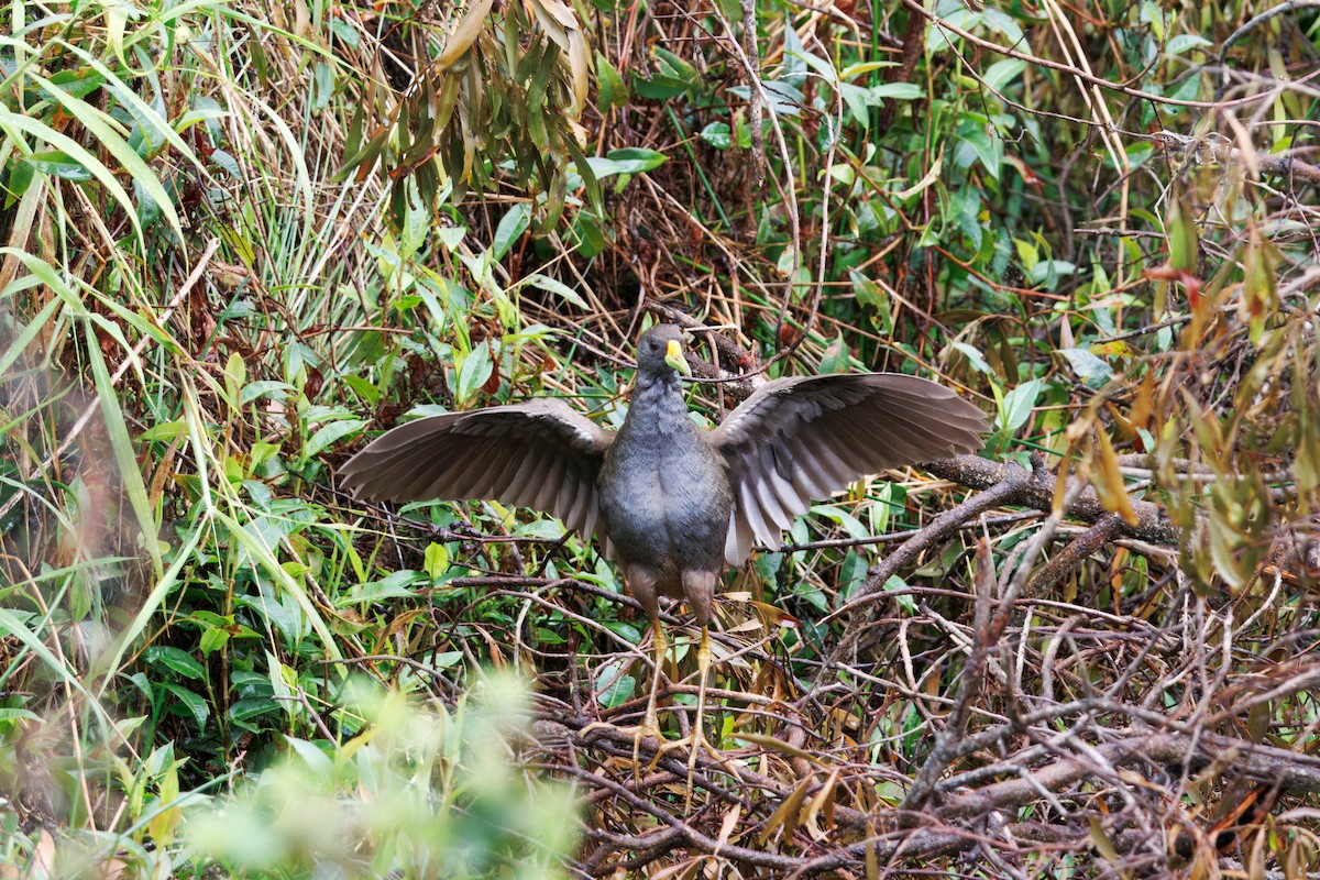 Pale-vented Bush-hen - ML624868067