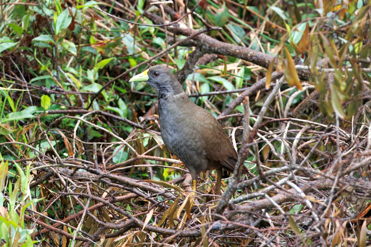 Pale-vented Bush-hen - ML624868068