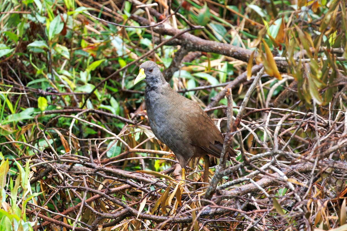 Pale-vented Bush-hen - ML624868109