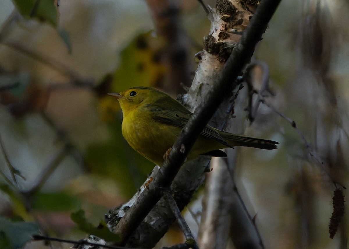 Wilson's Warbler - ML624868117