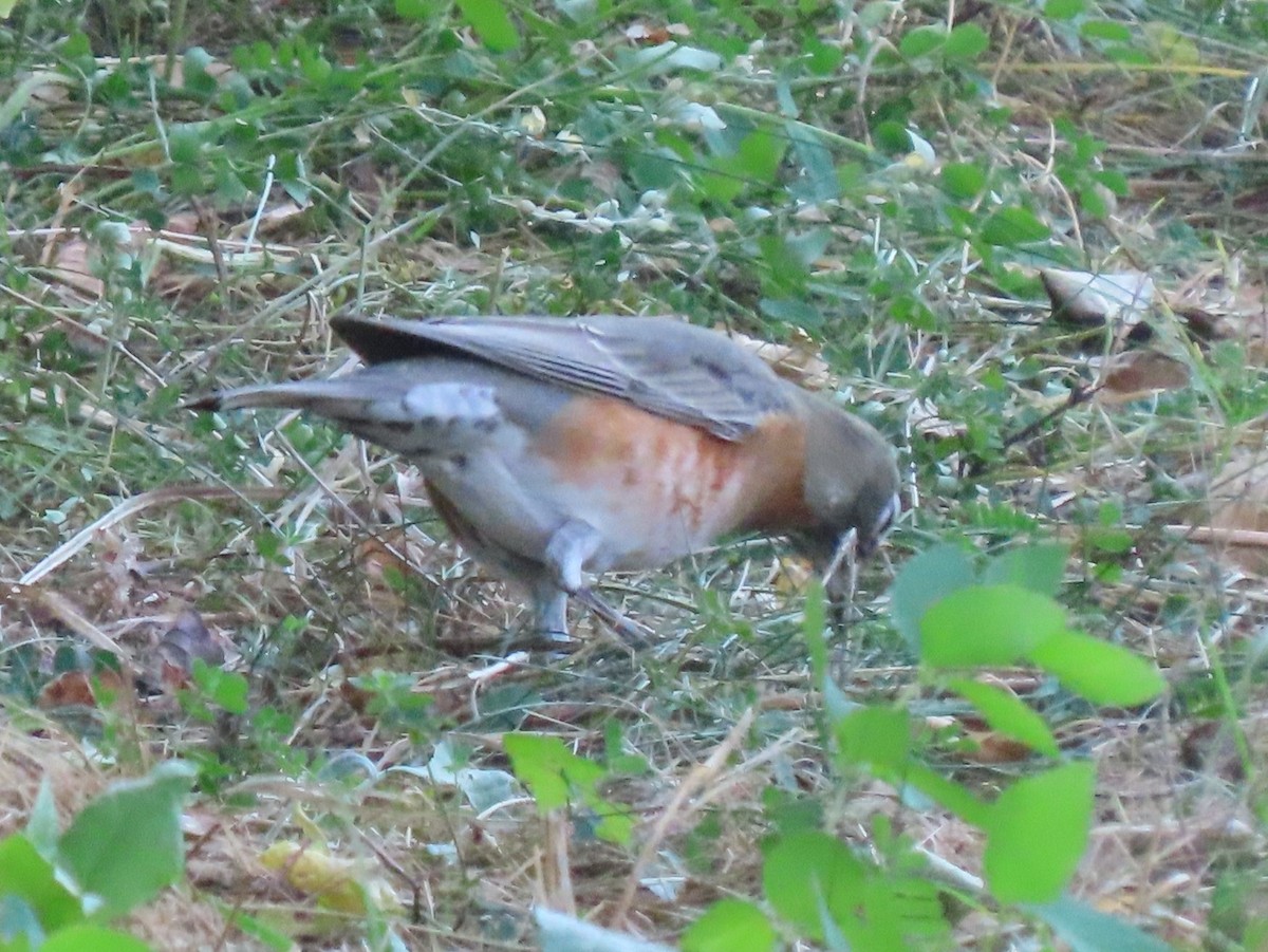 American Robin - ML624868118