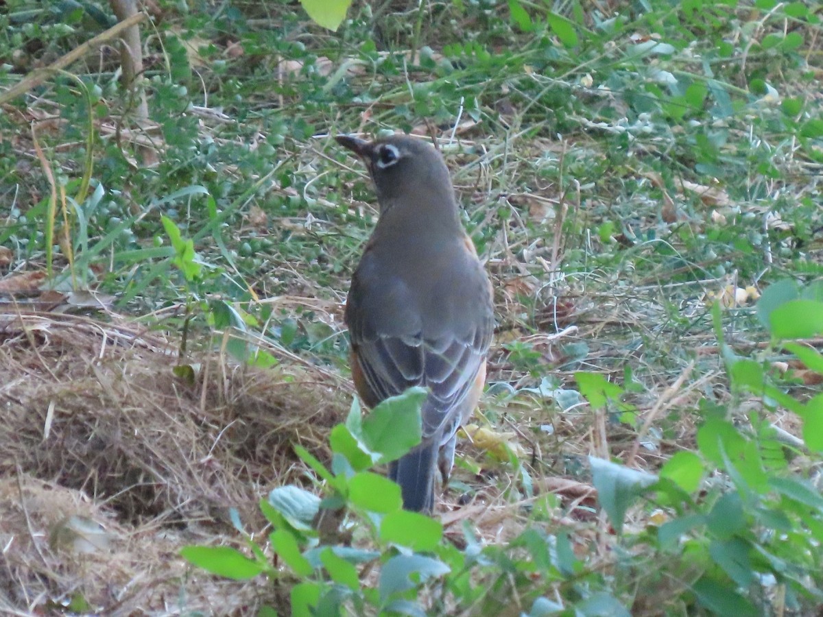 American Robin - ML624868119