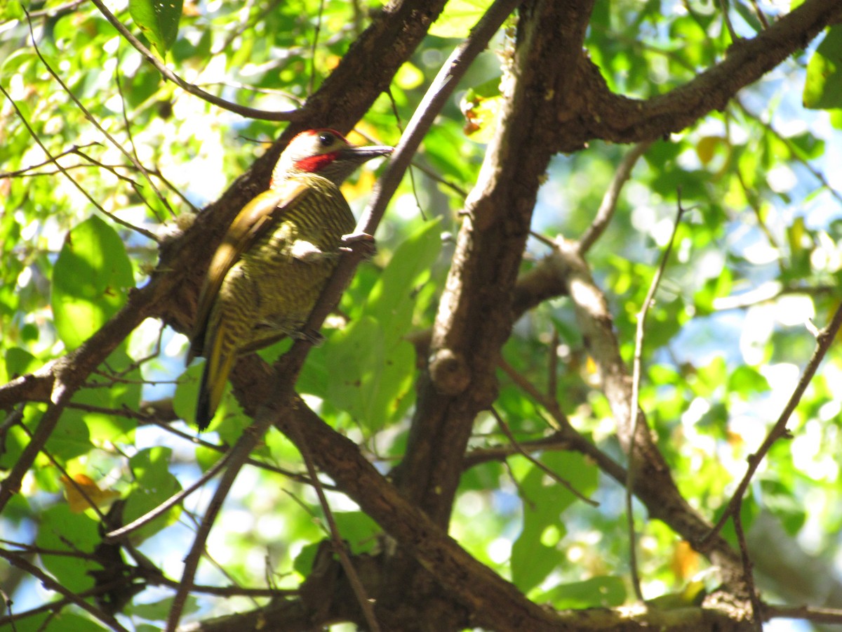 Golden-olive Woodpecker - ML62486821