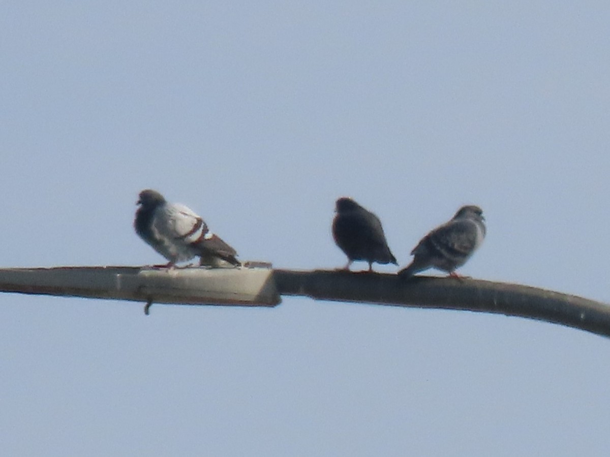 Rock Pigeon (Feral Pigeon) - ML624868223