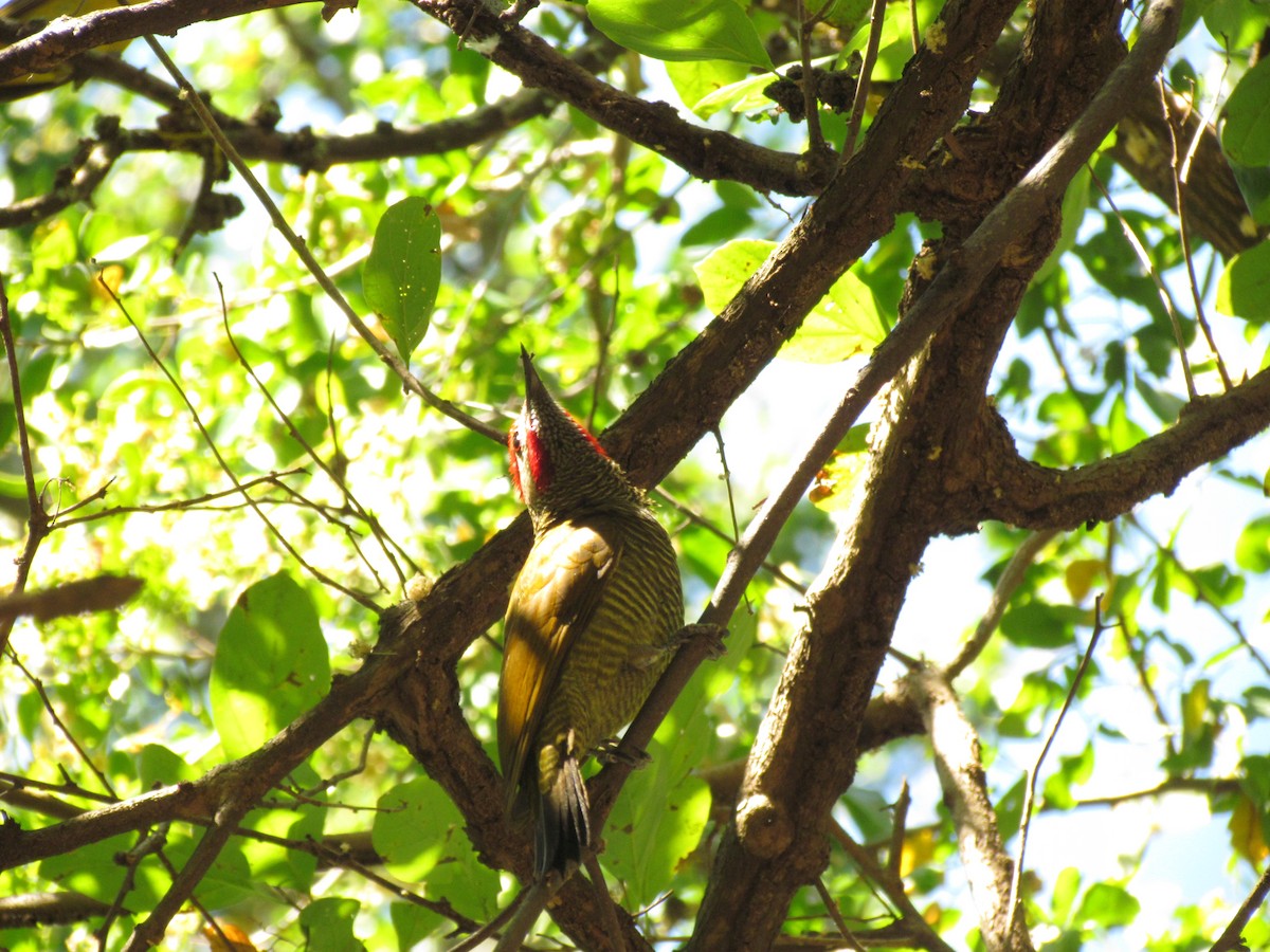 Golden-olive Woodpecker - ML62486831