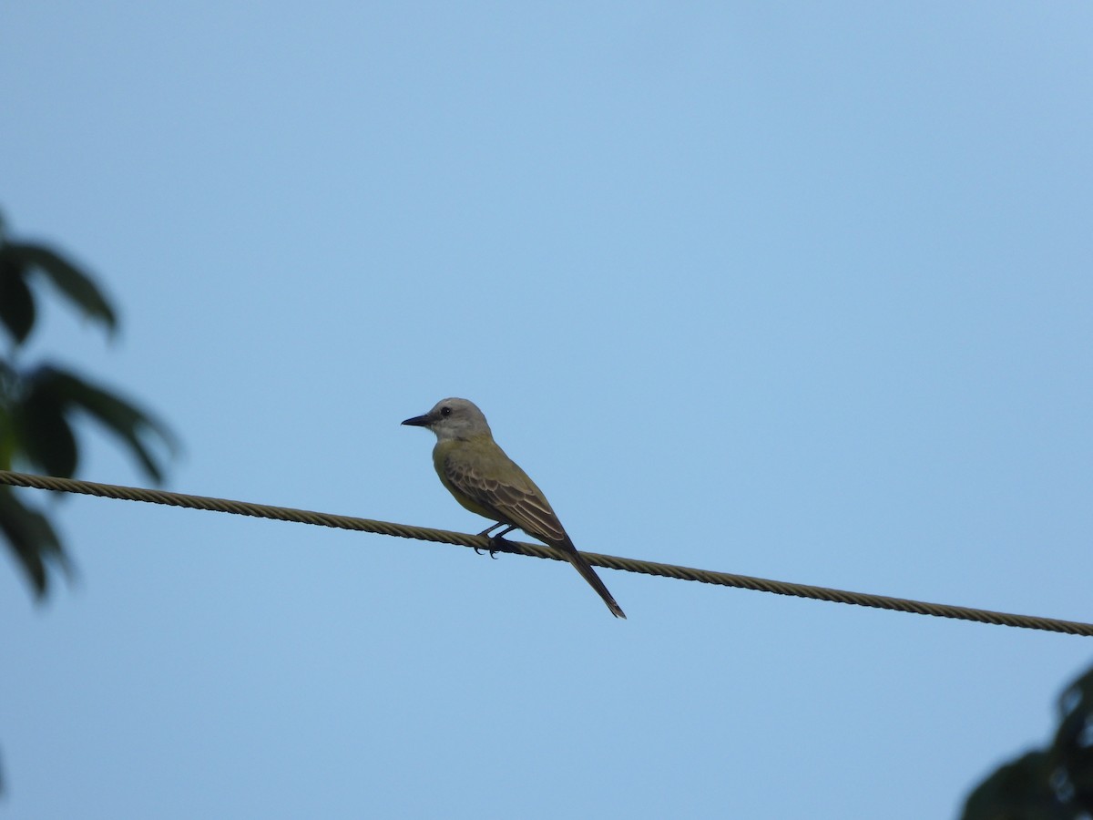 Tropical Kingbird - ML624868377