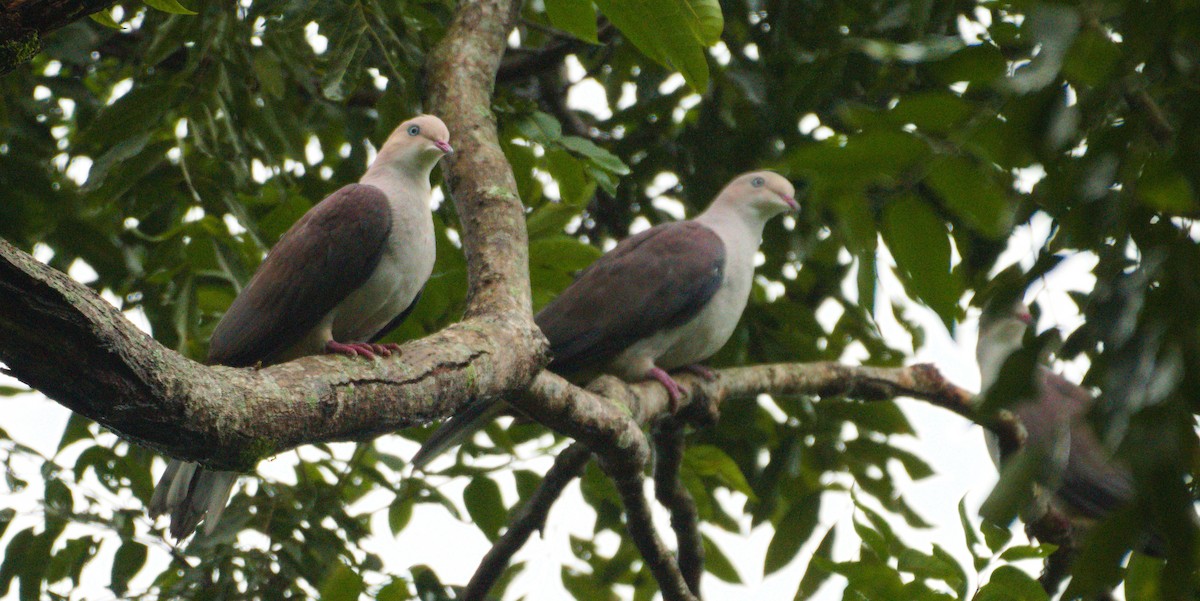 Mountain Imperial-Pigeon - ML624868474