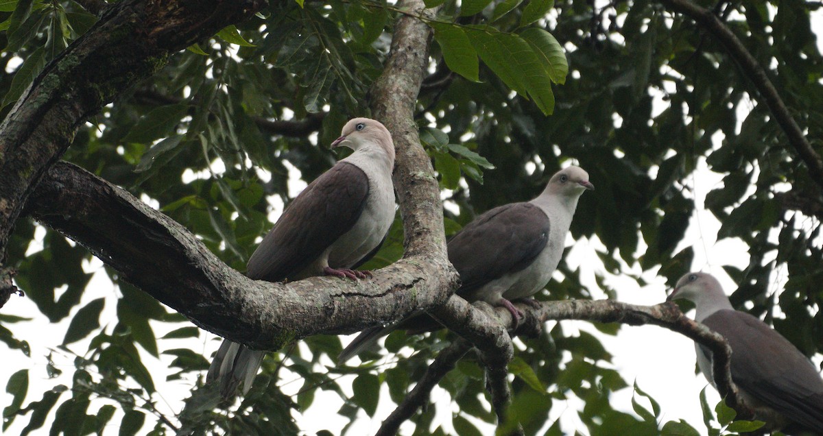 Mountain Imperial-Pigeon - ML624868475