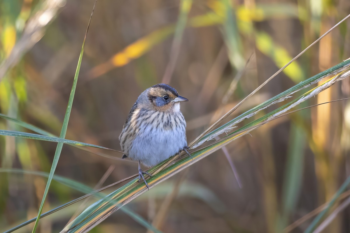 Saltmarsh Sparrow - ML624868484