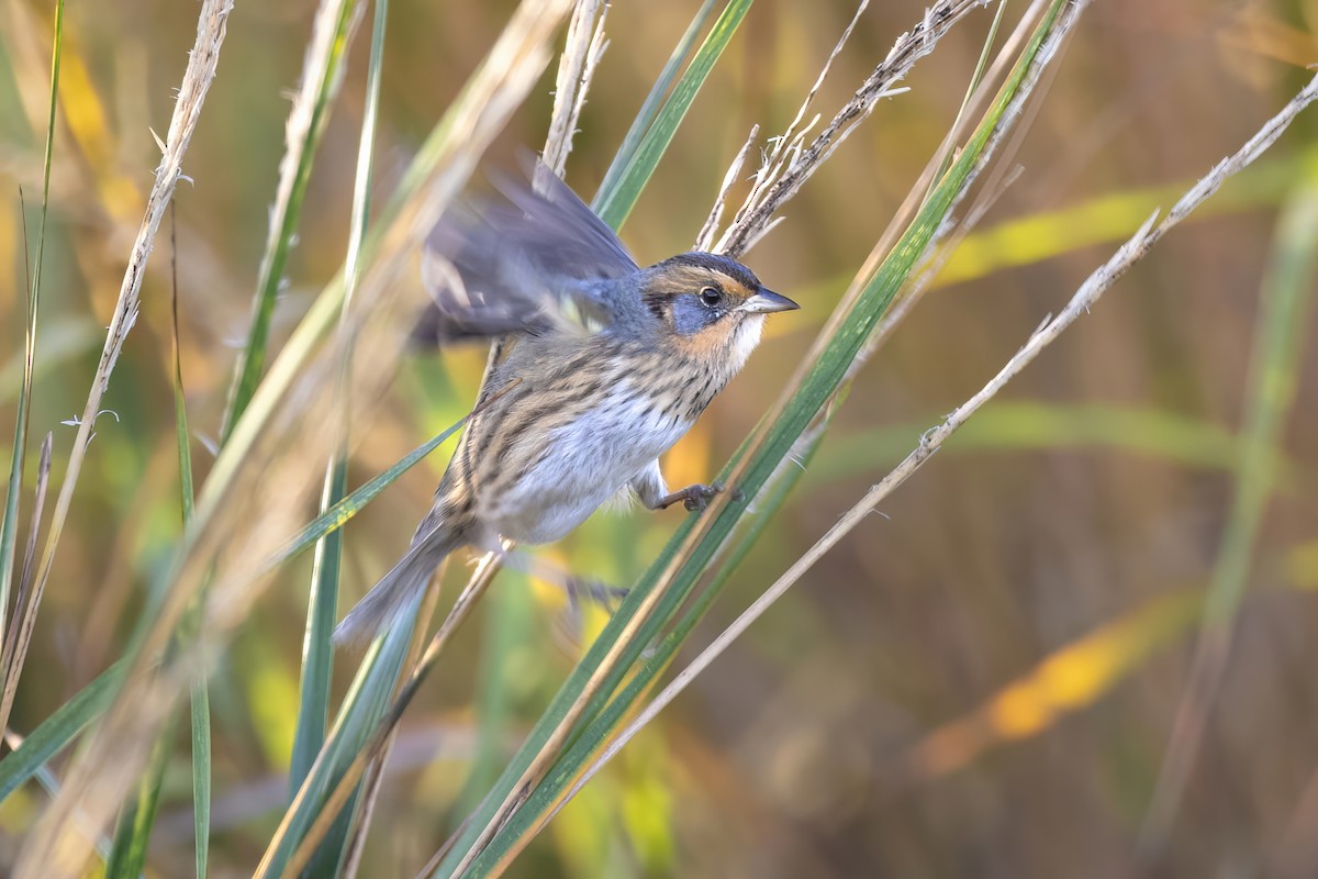 Saltmarsh Sparrow - ML624868641