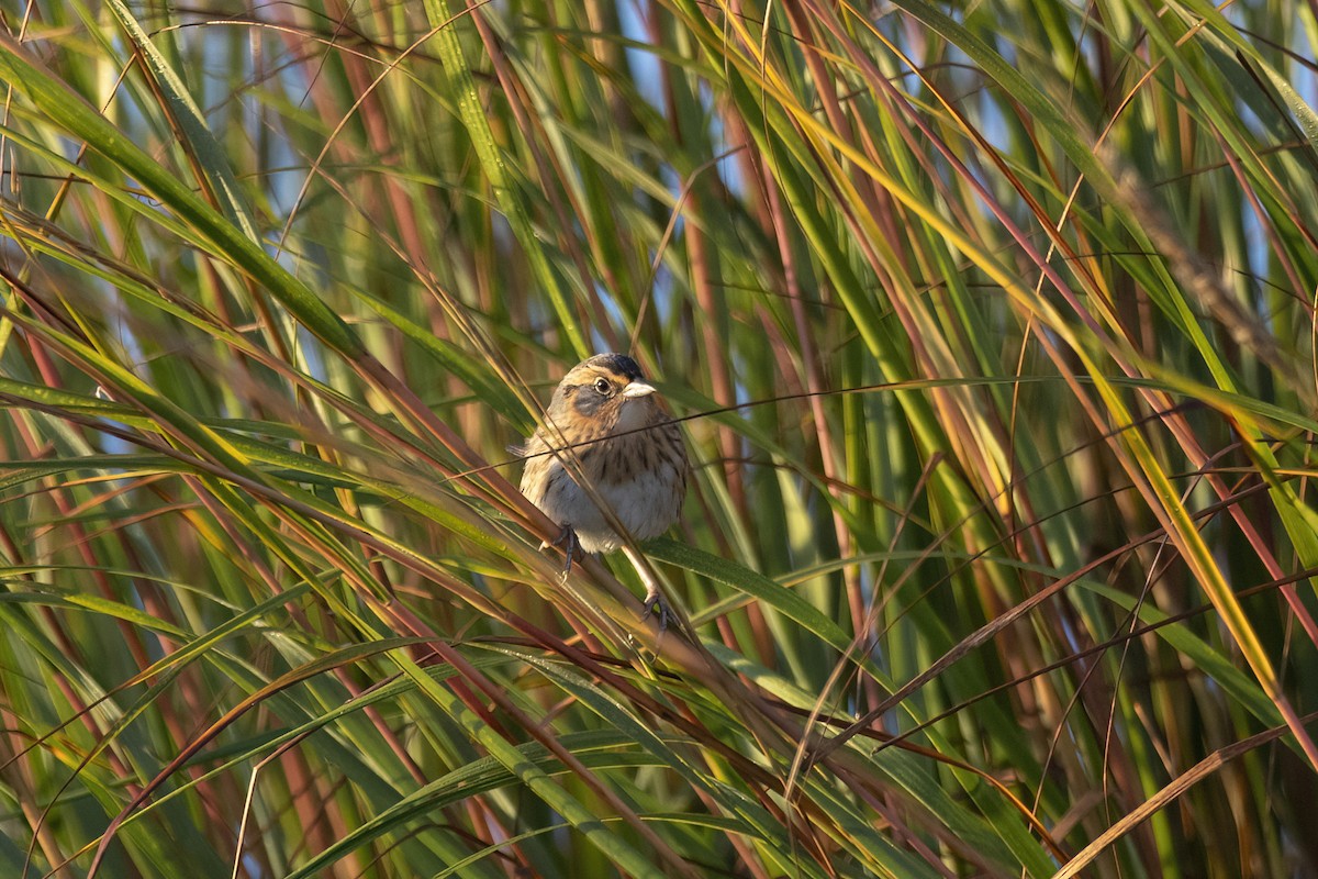 Saltmarsh Sparrow - ML624868668