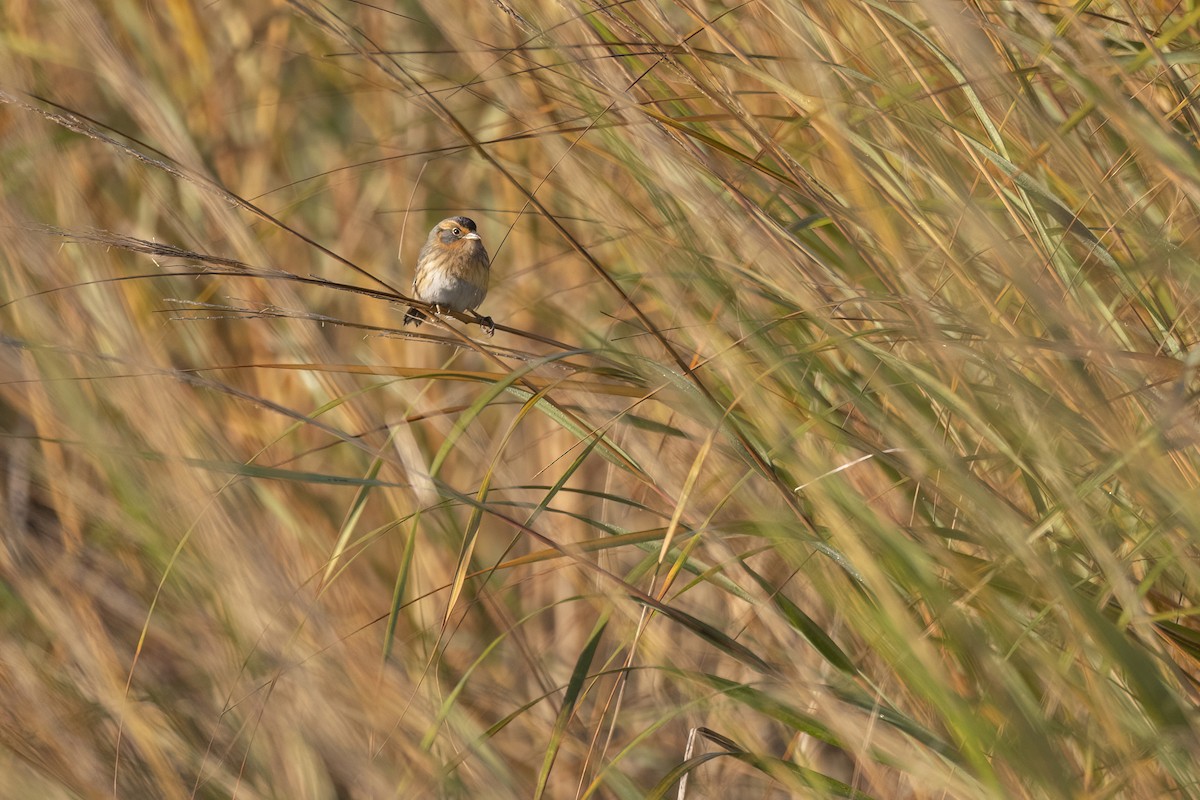 Saltmarsh Sparrow - ML624868815