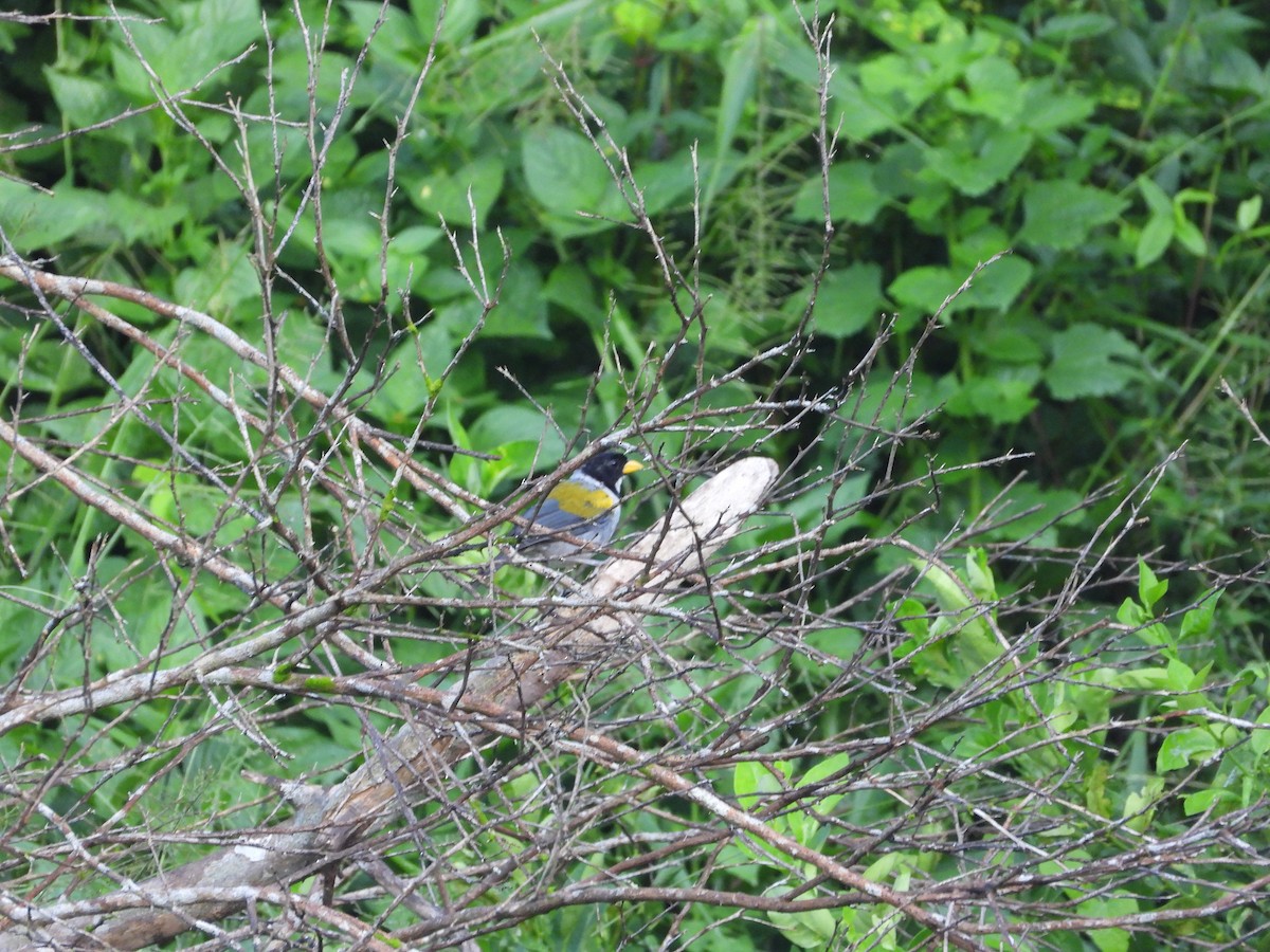 Golden-winged Sparrow - ML624868874