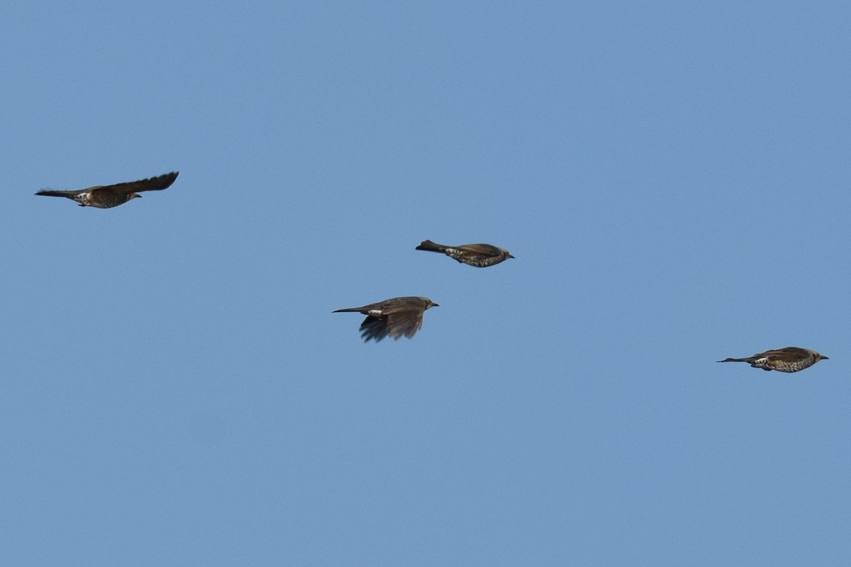 Brown-eared Bulbul - ML624868957