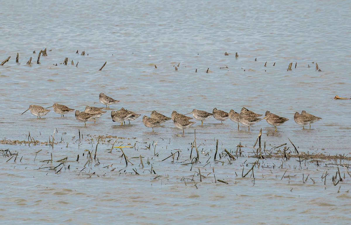 Long-billed Dowitcher - ML624868976