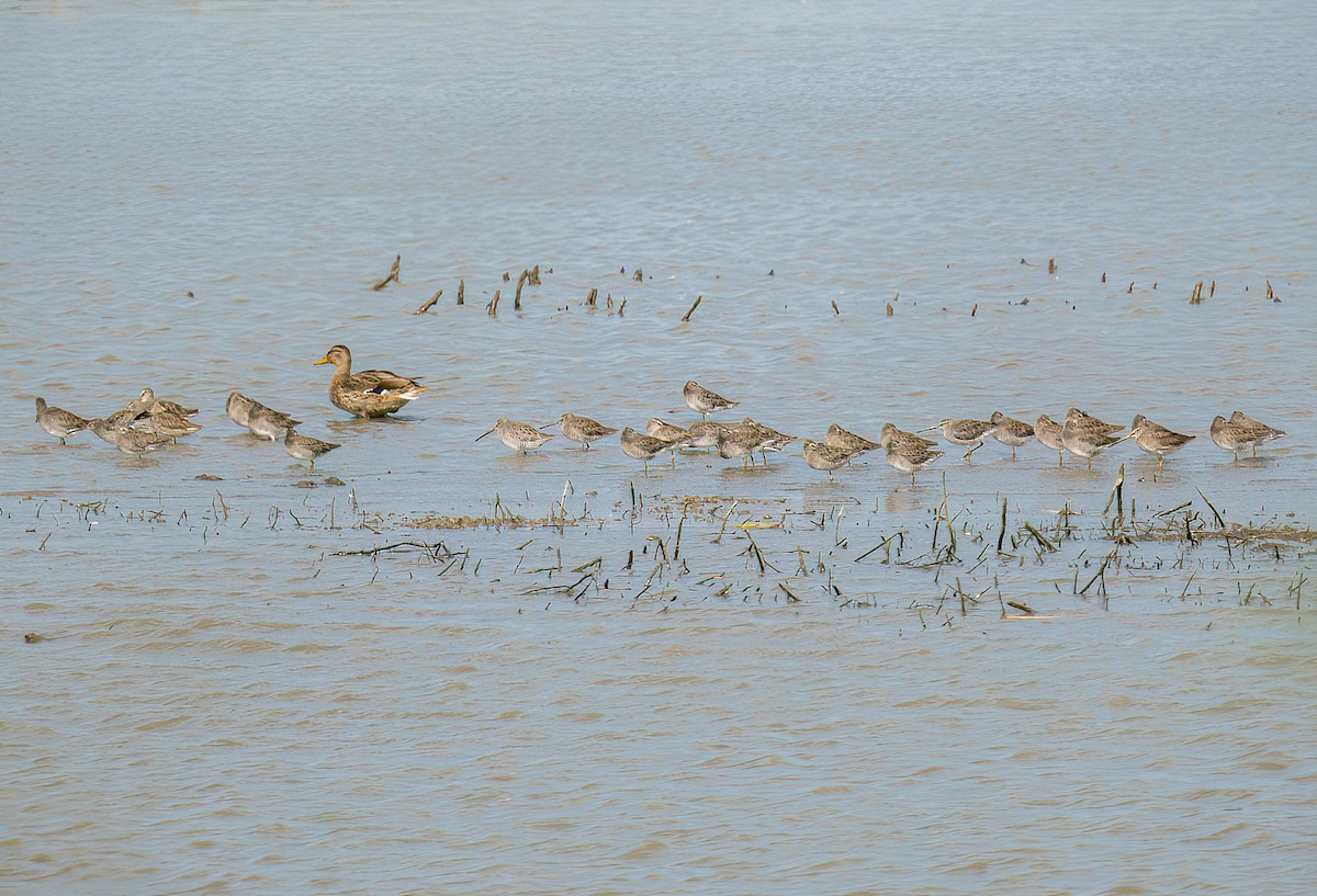 Long-billed Dowitcher - ML624868977