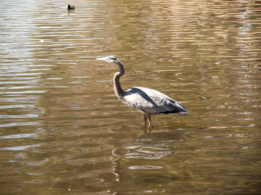 Great Blue Heron - ML624869165