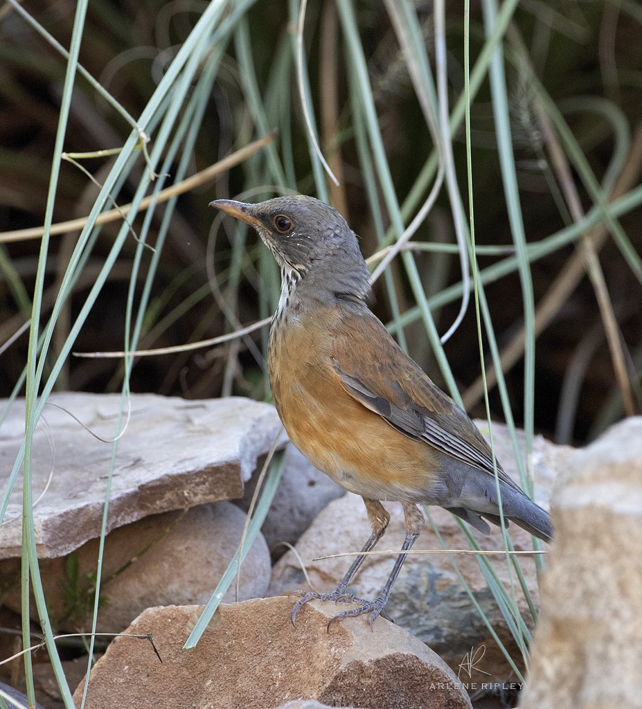 Rufous-backed Robin - ML624869242