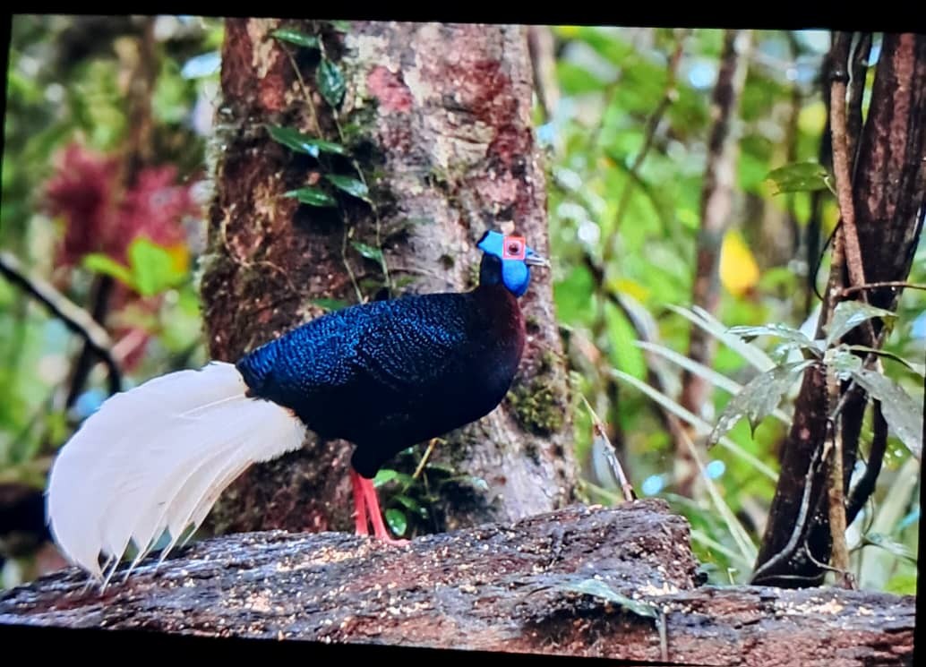 Bulwer's Pheasant - ML624869255