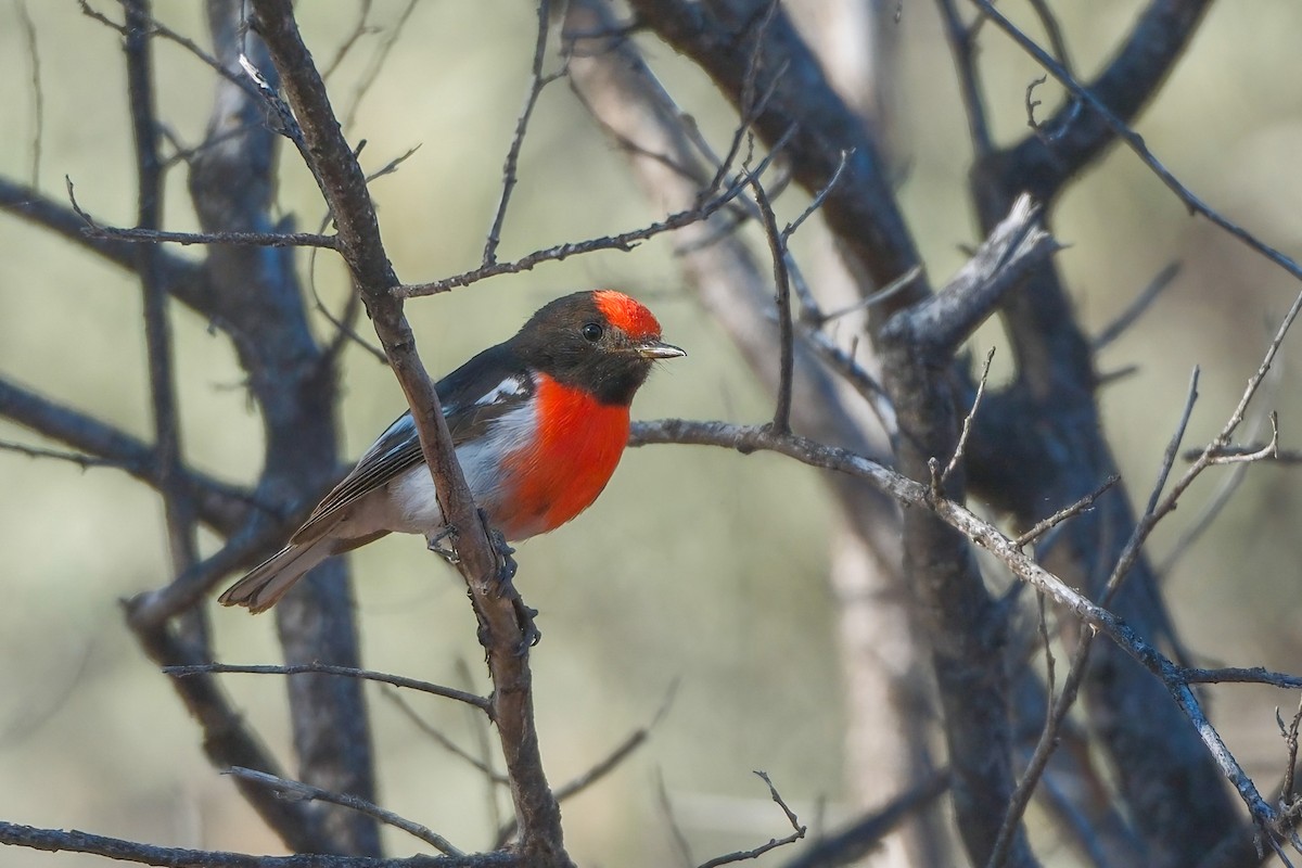 Red-capped Robin - Adrian Brooks