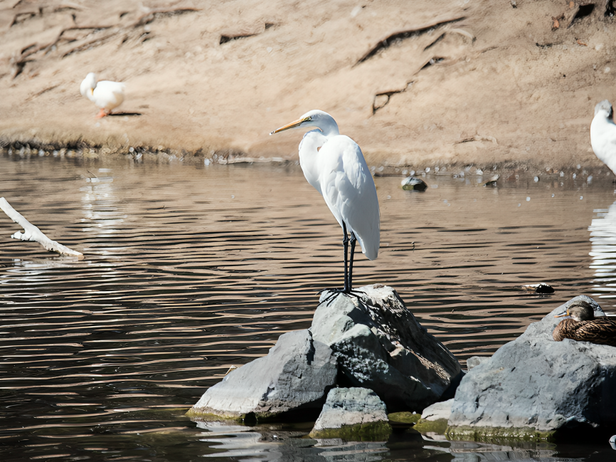 大白鷺 - ML624869331