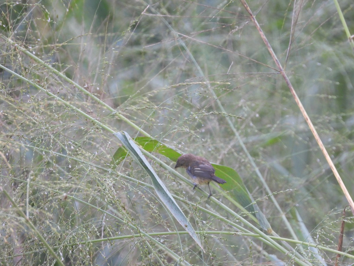 Blue-black Grassquit - ML624869336