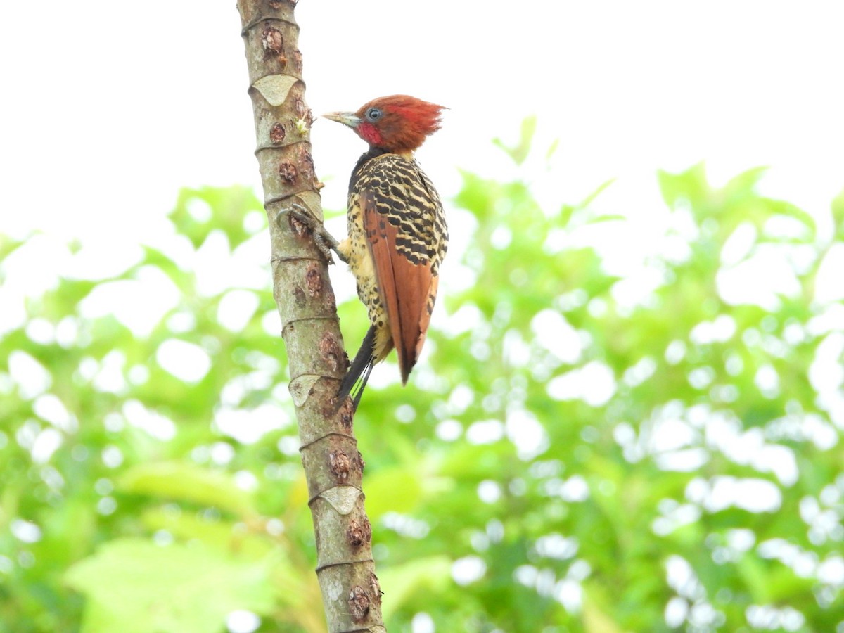 Rufous-headed Woodpecker - ML624869425
