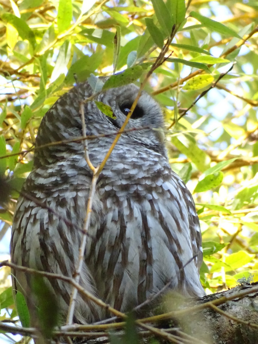 Barred Owl - ML624869428